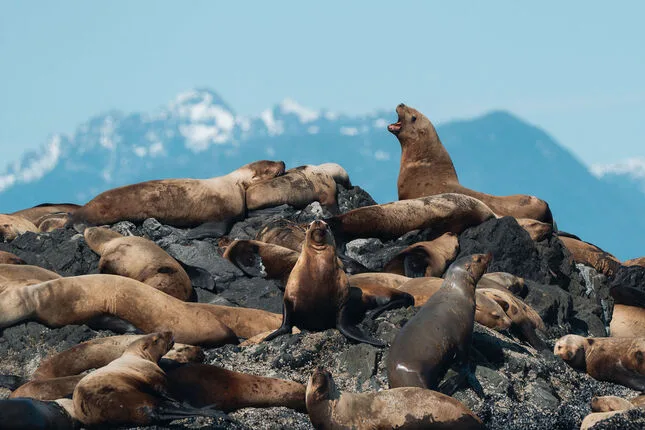 Sea lions watching wildlife adventure in Tofino