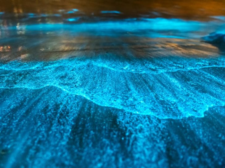 bioluminescence