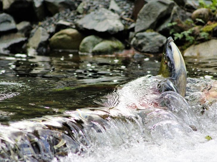 salmon-fest