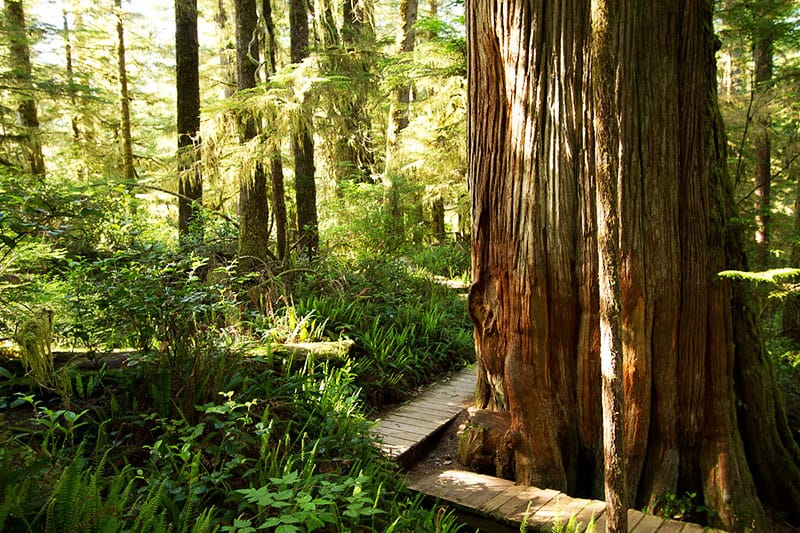 Tofino rainforest trail
