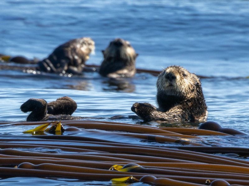 glide-with-otters-1