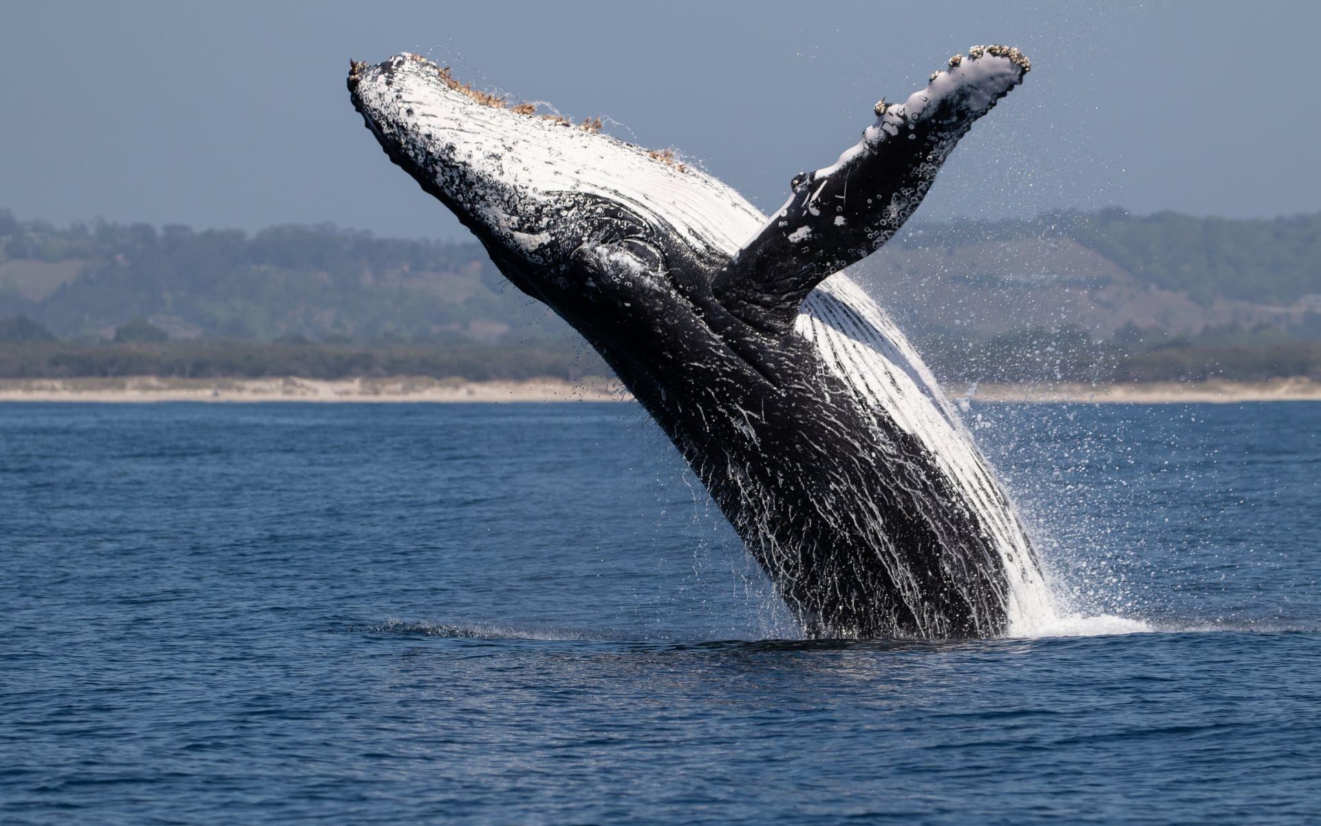 pacific-rim-whale-festival