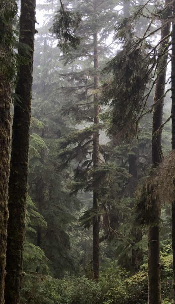 rainforest october in Tofino